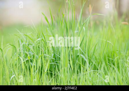 Sonnenlicht scheint durch das Grasland, Wiese im Sonnenschein, Landwirtschaft am Land, ländliche Szenerie, Frühling und Sommer Stockfoto