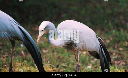 Außenaufnahme eines schönen blauen Krans mit makellosem Gefieder. Wildlife-Konzept. Hochwertige Fotos Stockfoto