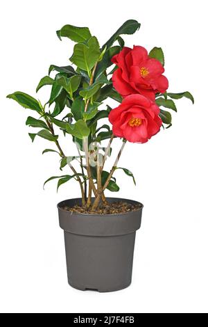 Blühende rote Kamelie Japonica Blume im Topf auf weißem Hintergrund Stockfoto