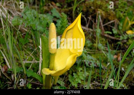 Skunk-Kohl, so genannt wegen seines Geruchs, wenn er beschädigt wird, ist die erste Pflanze, die nach dem Winter blüht. Stockfoto