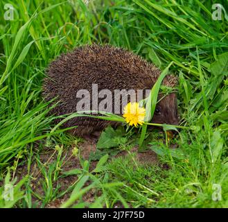 Igel, Säugetiere kleine Tierhäute in krautigen Pflanzen Stockfoto