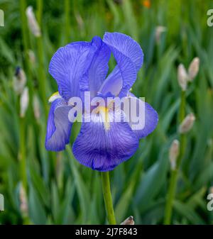 Dalmatinische Iris, Sweet Iris (Iris pallida Lam). Baden Baden, Baden Württemberg, Deutschland Stockfoto