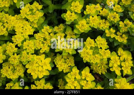 Kissenspurge (Ephorbia epithymoides) Botanischer Garten KIT Karlsruhe, Baden-Württemberg, Deutschland Stockfoto