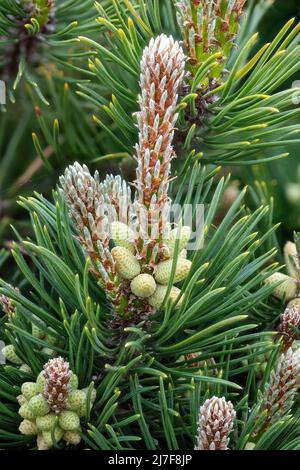 Detail der Blüten der Zwergkiefer mit Pollen und Kiefernnadeln im Frühjahr Stockfoto