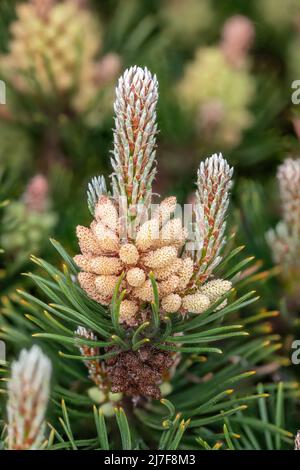 Detail der Blüten der Zwergkiefer mit Pollen und Kiefernnadeln im Frühjahr Stockfoto