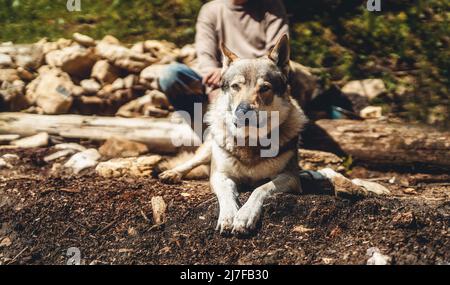 Tschechoslowakischer Wolfdog in der Natur. wolfhound. Stockfoto