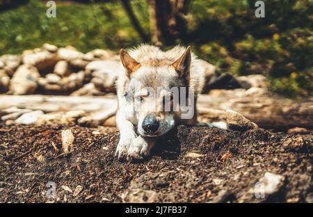 Tschechoslowakischer Wolfdog in der Natur. wolfhound. Stockfoto