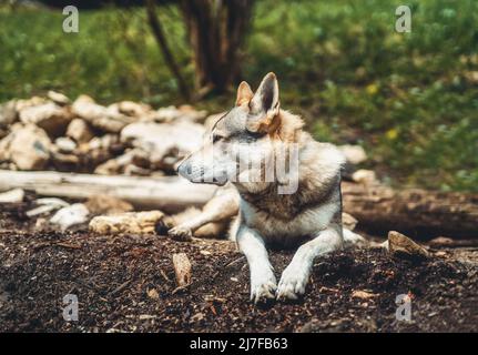 Tschechoslowakischer Wolfdog in der Natur. wolfhound. Stockfoto