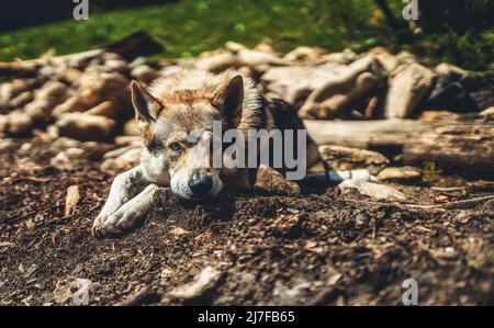Tschechoslowakischer Wolfdog in der Natur. wolfhound. Stockfoto