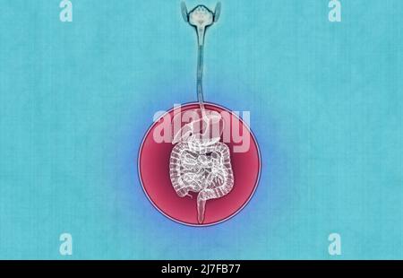 Menschlicher Körper, Verdauungssystem, Anatomie. Darm. Erweiterung im Bauchbereich. Bauchschmerzen. 3D Rendern Stockfoto