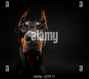 Porträt eines Dobermannhundes auf einem isolierten schwarzen Hintergrund. Studioaufnahme, Nahaufnahme. Stockfoto