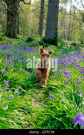 Netter irischer Terrier Welpe Hund läuft durch Bluebells im Wald Stockfoto