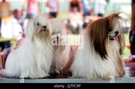 Lhasa Apso und Shih Tzu - drei Hunde präpariert und warten auf eine Hundeschau Stockfoto