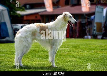 White Russian Wolfhound Dog, Barsoi, Russian Hunting Dog auf der Hundeausstellung Stockfoto