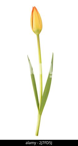 Schöne, elegante gelbe und rote Tulpenknospe. Isoliert auf weißem Hintergrund. Stockfoto