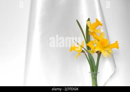 Blumenstrauß aus Narzissen in einer transparenten Vase auf einem Hintergrund aus weißem Satinstoff. Leuchtend gelbe Narzissen. Frühlingsblumen Stockfoto