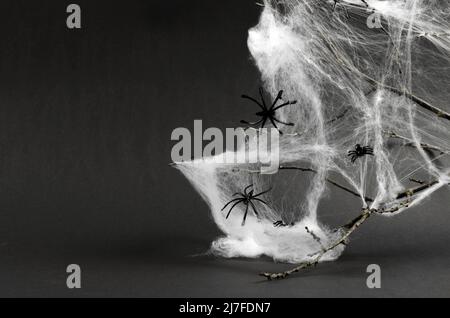 Halloween Dekorationen weißes Spinnennetz und schwarze Spinnen auf einem Baumzweig auf schwarzem Hintergrund. Halloween Hintergrund mit Platz für Text. Stockfoto