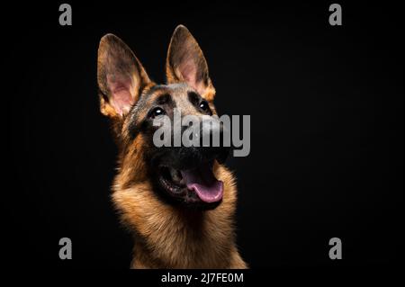 Porträt eines deutschen Schäfers vor einem isolierten schwarzen Hintergrund. Nahaufnahme eines deutschen Schäfers in der Profilansicht isolierter schwarzer Hintergrund. Stockfoto