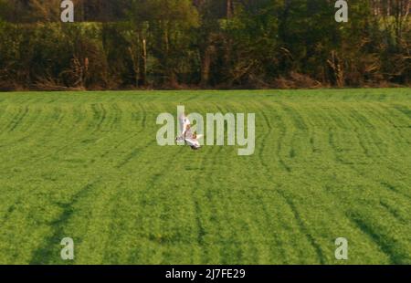 18. April 2022, Brandenburg, Premnitz: 18.04.2022, Premnitz in Brandenburg. Ein männlicher Großmustard (Otis tarda) steht auf einer Wiese westlich von Premnitz in Brandenburg. Die seltenen Trappen, die auf der Roten Liste der bedrohten Arten in Deutschland stehen, gehören zu den schwersten fliegenden Vögeln der Welt. Wolfram Steinberg/dpa Foto: Wolfram Steinberg/dpa Stockfoto