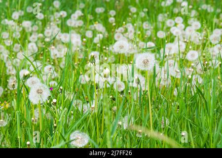 Löwinenuhren (Taraxacum officinale) im Mai im Feld Stockfoto