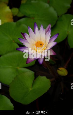 Seerose in einem orientalischen Teich. Lila Blätter mit gelber Mitte und grünen Lilienpads Stockfoto