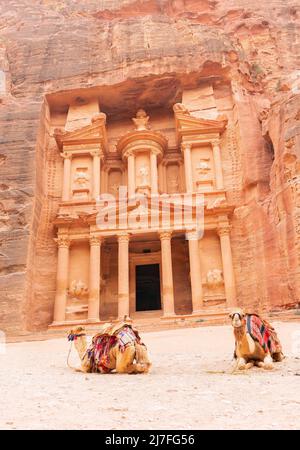 Spektakuläre Aussicht auf zwei schöne Kamele vor Al Khazneh (Schatzkammer) in Petra. Petra ist eine historische und archäologische Stadt im südlichen Jor Stockfoto