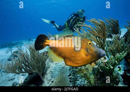 Taucher und ein amerikanischer Weißfleckiger Filefisch (Cantherhines macrocerus), in einem karibischen Korallenriff, Cozumel, Mexiko, Karibik, Karibisches Meer Stockfoto