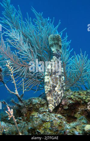 Geschrottter Filefisch oder Broomtail Filefisch (Aluterus scriptus), Kuba, Karibik S Stockfoto