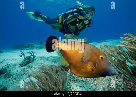 Taucher und ein amerikanischer Weißfleckiger Filefisch (Cantherhines macrocerus), in einem karibischen Korallenriff, Cozumel, Mexiko, Karibik, Karibisches Meer Stockfoto