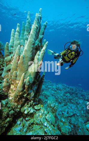 Karibische Unterwasserlandschaft, Taucher in einem karibischen Korallenriff mit Säulenkorallen (Dendrogyra cylindrus), Kuba, Karibik, Atlantischer Ozean Stockfoto