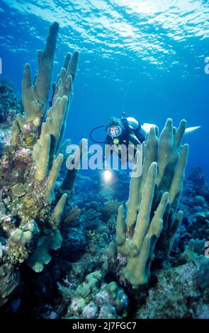 Karibische Unterwasserlandschaft, Taucher in einem karibischen Korallenriff mit Säulenkorallen (Dendrogyra cylindrus), Kuba, Karibik, Atlantischer Ozean Stockfoto