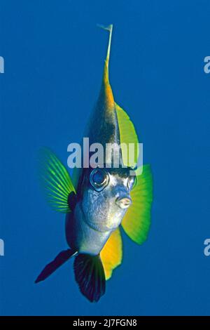 Rotes Meer-Bannerfisch (Heniochus intermedius), im blauen Wasser, Hurghada, Ägypten, Rotes Meer Stockfoto