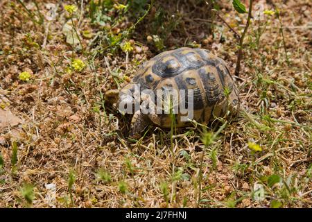 Nahaufnahme einer Schildkröte mit Spurthighed oder einer griechischen Schildkröte (Testudo graeca) in einem Feld. Fotografiert in Israel im März Stockfoto