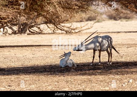 Eine Arabische Oryx (Oryx leucoryx). Die Arabische Oryx ist eine große weiße Antilope, fast völlig in der Wildnis ausgestorben mehrere Gruppen haben seit reintrod worden Stockfoto