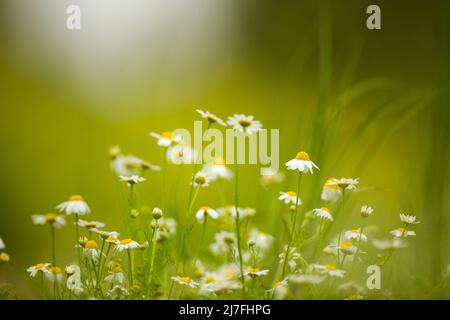 Gemeine Kamille (Anthemis cotula), aufgenommen im März in Israel Stockfoto