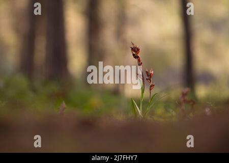 Schmetterlingsorchidee (Anacamptis papilionacea (früher Orchis papilionacea)), fotografiert im März in Israel Stockfoto