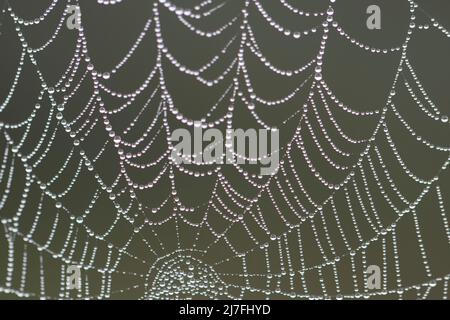 Perlen der Due auf den zarten Spinnennetz Stränge Stockfoto