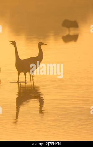 Der gewöhnliche Kran (Grus grus), auch bekannt als der eurasische Kran, der bei Sonnenuntergang silhouettiert wurde. Fotografiert im Februar im Hula Valley, Israel Stockfoto