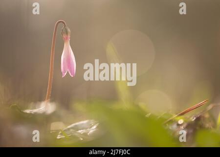 Knospen einer Perserviolette (Cyclamen persicum). Fotografiert im Februar in Israel Stockfoto