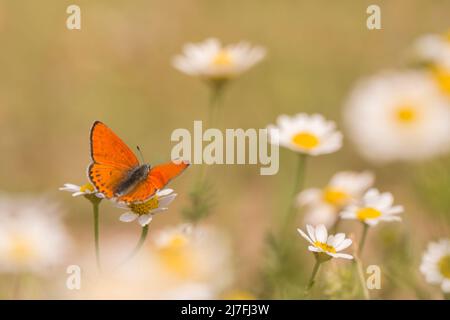 Lycaena thersamon, das kleinere feurige Kupfer, ist ein Schmetterling der Familie Lycaenidae. Es kommt aus Osteuropa, Italien und Südosteuropa bis M vor Stockfoto