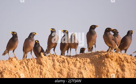 Gemeinsame myna (Acridotheres Tristis oder Indischen Myna). Dieser Vogel ist heimisch im südlichen Asien von Afghanistan bis Sri Lanka. Die Myna ist eingeführt worden Stockfoto