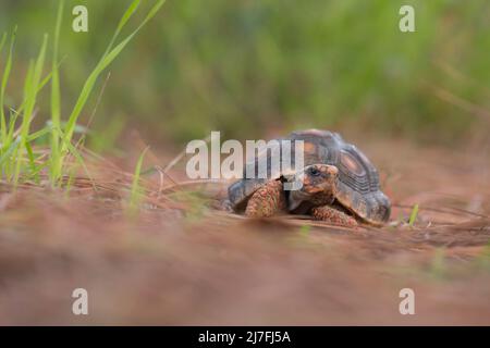 Die Rotfußschildkröte (Chelonoidis carbonarius) ist eine Schildkrötenart aus dem Norden Südamerikas. Sie werden im Volksmund als Haustiere gehalten, und überkoll Stockfoto