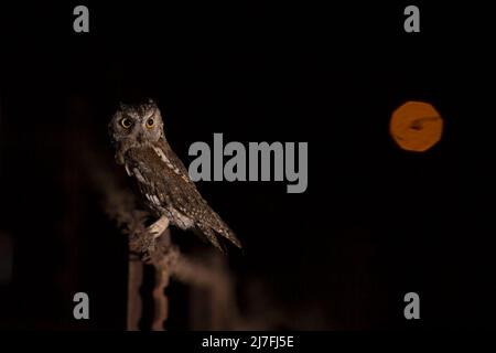 Die eurasische Zwergeule (Otus-Zwergeule), fotografiert in der Nacht mit einem orangenen Erntemond im Hintergrund in Israel im September Stockfoto