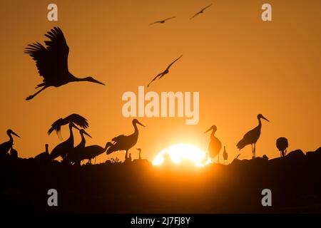 Eine Schar von Störchen wurde bei Sonnenuntergang silhouettiert. Fotografiert in Israel im Oktober Stockfoto