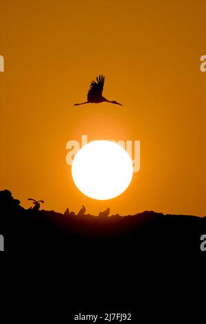 Eine Schar von Störchen wurde bei Sonnenuntergang silhouettiert. Fotografiert in Israel im Oktober Stockfoto