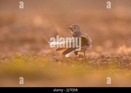 Weiße Bachstelze (Motacilla alba), die in einem Wasserbecken steht. Weiße Bachstelzen sind insectivorous und ziehen es vor, in offenem Land zu leben, wo es leicht zu erkennen ist Stockfoto