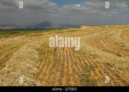 Gerstenernte. Fotografiert in Israel im April Gerste (Hordeum vulgare), ein Mitglied der Grasfamilie, ist ein großes Getreide in gemäßigten gewachsen Stockfoto