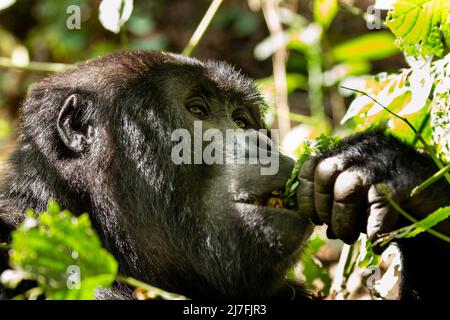 Berggorilla (Gorilla beringei beringei) fotografiert im Bwindi Impenetrable National Park (BINP) im Südwesten Ugandas, dem östlichen Gorilla Stockfoto