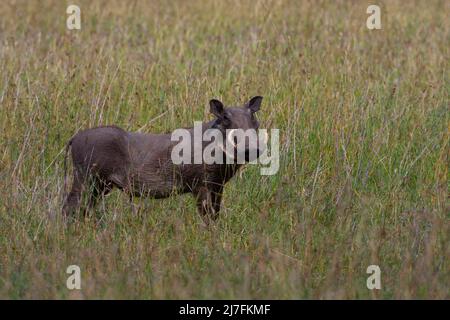 Eine Familie von Warthog (Phacochoerus africanus), die in der Wildnis Tansanias fotografiert wurde Stockfoto