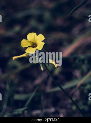 Nahaufnahme einer gelben Oxalis pes-Capra-Blume, auch bekannt als Sauerrass oder afrikanischer Holzschnauzer, die in der Natur mit verschwommenem Hintergrund wächst Stockfoto